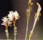 Carex umbrosa