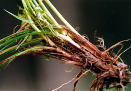 Carex umbrosa