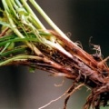 20050505_court_chaluet_carex_umbrosa_03.jpg