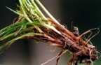 Carex umbrosa
