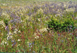 Polemonium caeruleum, Polémoine bleue