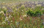 Polemonium caeruleum, Polémoine bleue