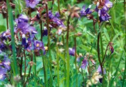 Polemonium caeruleum, Polémoine bleue