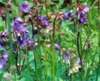 Polemonium caeruleum, Polémoine bleue