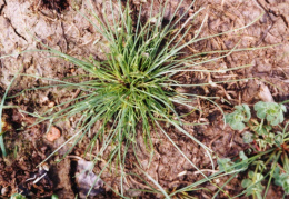 Isolepis setacea, Isolépis sétacé