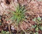 Isolepis setacea, Isolépis sétacé