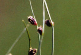 Isolepis setacea, Isolépis sétacé