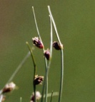 Isolepis setacea, Isolépis sétacé