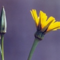 20050605_cremines_tragopogon_pratensis.jpg