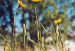 Tragopogon pratensis, Salsifis des prés