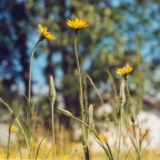 Tragopogon pratensis, Salsifis des prés