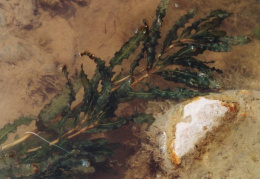 Potamogeton crispus, Potamot crépu