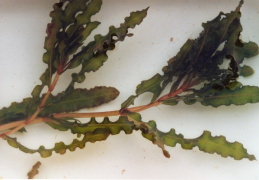 Potamogeton crispus, Potamot crépu