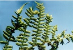 Athyrium filix-femina