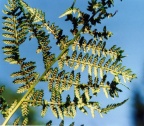 Athyrium filix-femina