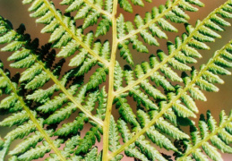 Athyrium filix-femina