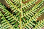 Athyrium filix-femina