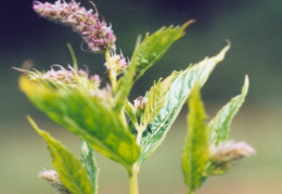 Mentha spicata, Menthe en grappe