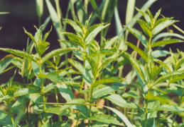 Mentha spicata, Menthe en grappe