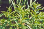 Mentha spicata, Menthe en grappe