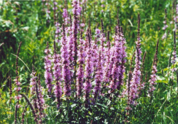 Lythrum salicaria, Salicaire commune