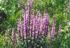 Lythrum salicaria, Salicaire commune