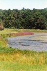 Lythrum salicaria, Salicaire commune