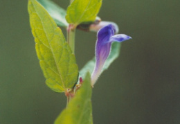 Scutellaria galericulata, Scutellaire à casque