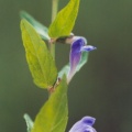 20050716_le-noirmont_la-goule_scutellaria_galericulata.jpg