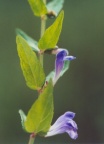 Scutellaria galericulata, Scutellaire à casque