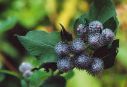 Arctium tomentosum, Bardane tomenteuse