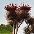 20050717_le-noirmont_la-bouege_arctium_tomentosum_02.jpg