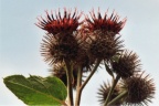 Arctium tomentosum, Bardane tomenteuse