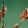 20050720_movelier_la-reselle_cyperus_longus_02.jpg
