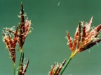 Cyperus longus, Souchet long