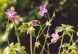 Geranium palustre, Géranium des marais