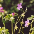 20050721_gorges-de-court_geranium_palustre.jpg