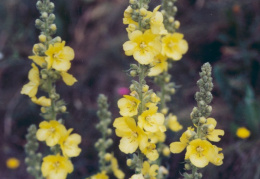 Verbascum densiflorum, Molène à fleurs denses