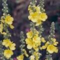 20050724_porrentruy_verbascum_densiflorum_01.jpg
