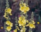 Verbascum densiflorum, Molène à fleurs denses