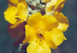 Verbascum densiflorum, Molène à fleurs denses