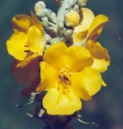 Verbascum densiflorum, Molène à fleurs denses
