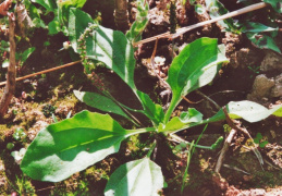 Plantago major subsp. intermedia, Plantain intermédiaire