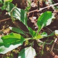 20050728_bonfol_plantago_mayor_ssp_intermedia.jpg