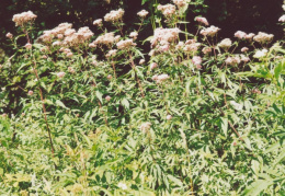 Eupatorium cannabinum, Eupatoire chanvrine