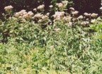 Eupatorium cannabinum, Eupatoire chanvrine