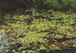 Nymphoides peltata, Petit nénuphar