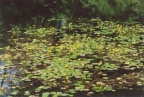 Nymphoides peltata, Petit nénuphar