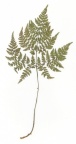 Cystopteris montana
