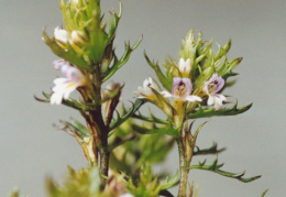 Euphrasia salisburgensis, Euphraise de Salzbourg